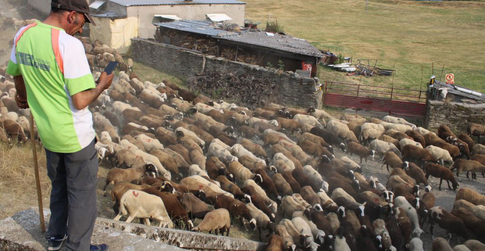 Las ovejas viajan en busca de los pastos frescos de la sierra 