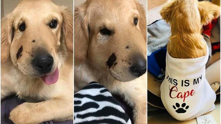 Un cachorro salva a su dueña de una dolorosa picadura de serpiente de cascabel