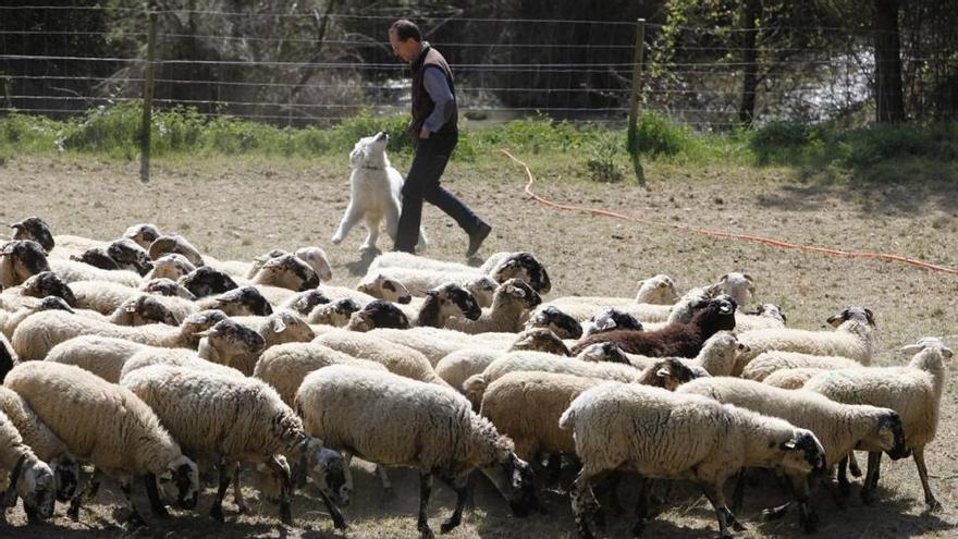 El Consell ultima la ley que regulará al 80% de la ganadería provincial