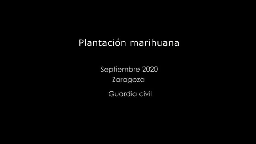 La Guardia Civil localiza una plantación de marihuana oculta entre la maleza en el término municipal de Arándiga