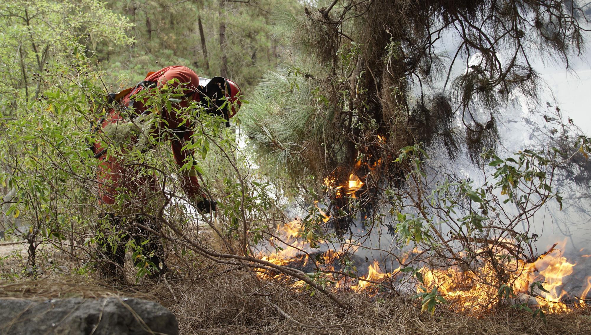 L'incendi forestal de Tenerife, en imatges