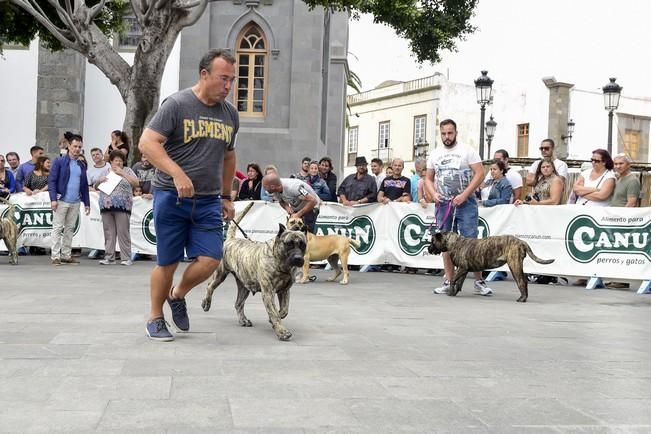 Celebración del I Certamen Nacional de perro ...