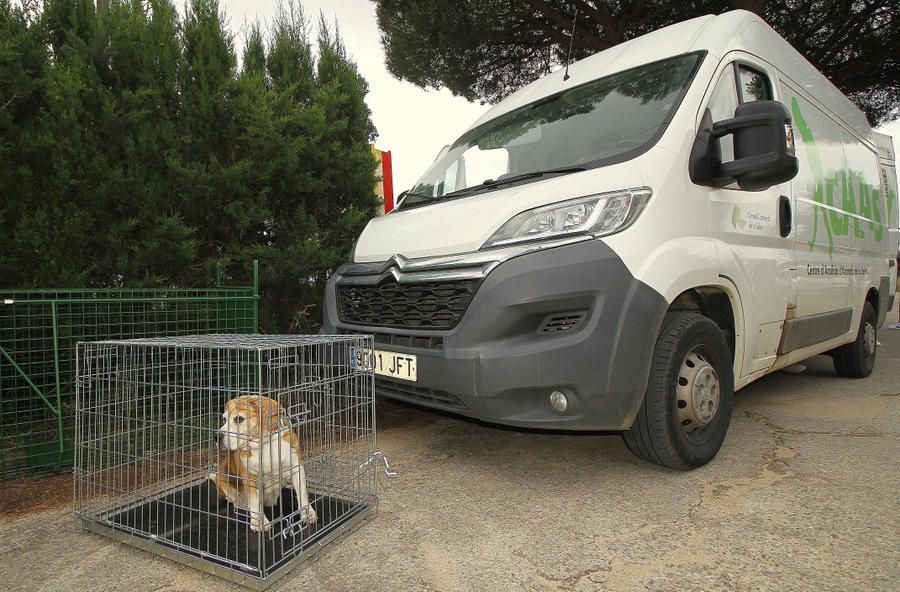 Operatiu de desmantellament d'un punt il·legal de cria i venda de gossos a Blanes