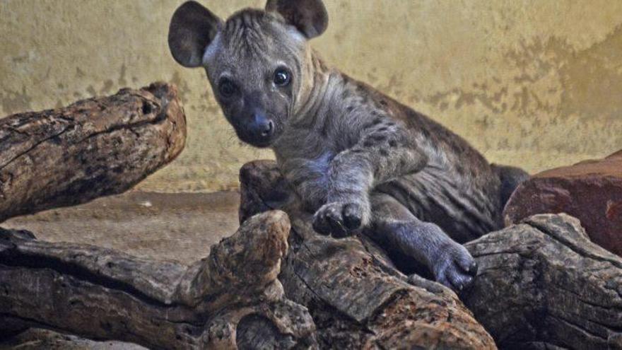 La pequeña hiena nacida en junio.