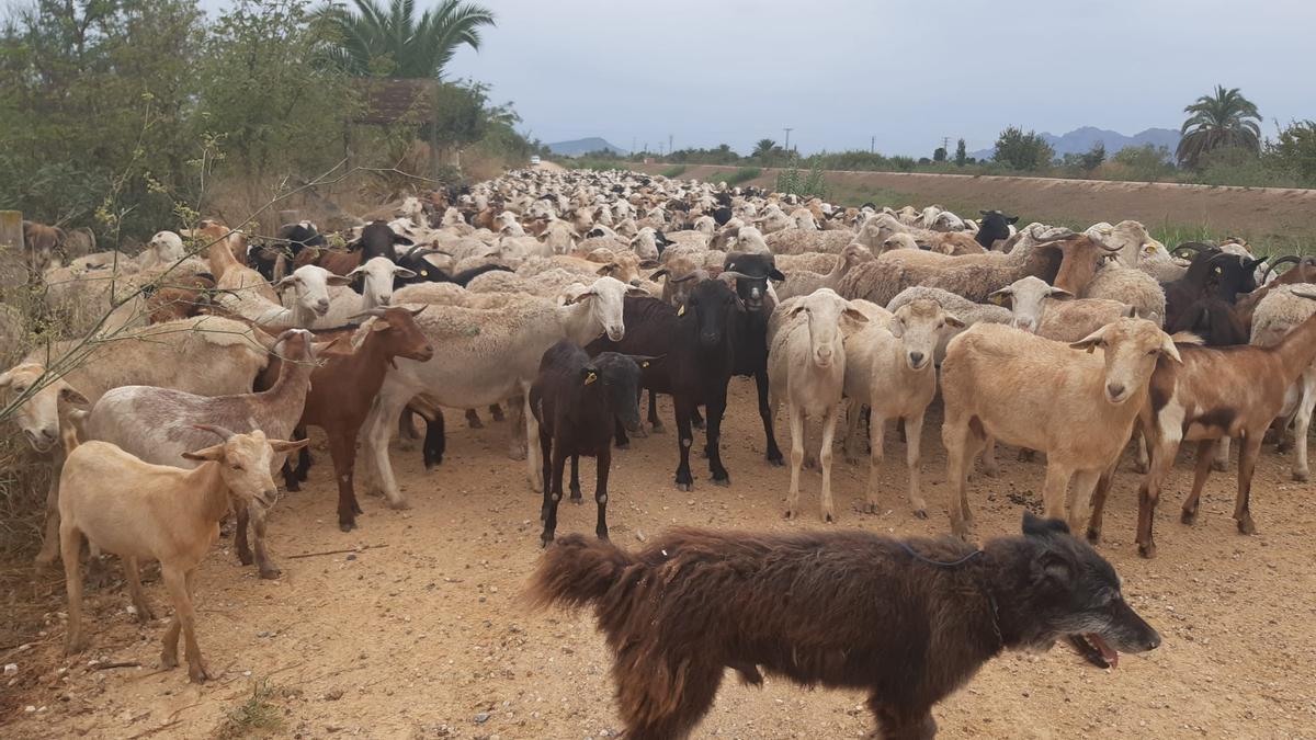 La CHS autoriza labores de pastoreo en el cauce del Segura en la Vega Baja