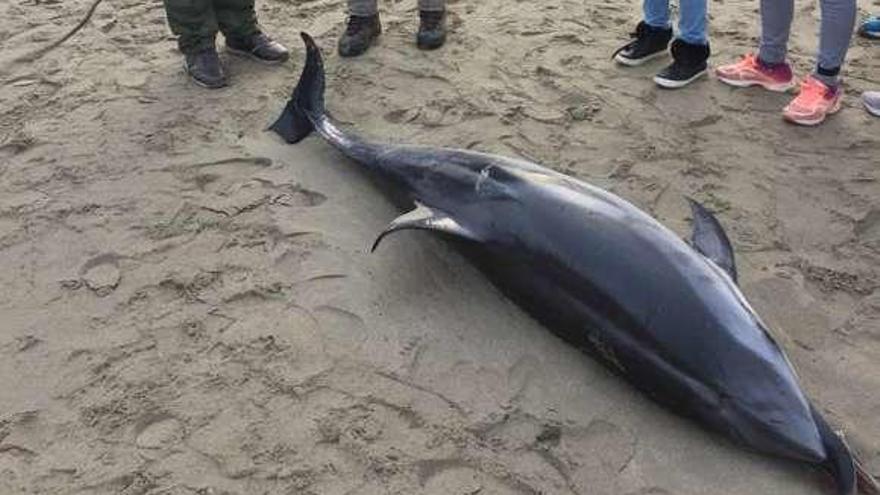 Localizan un delfín muerto en Salinas
