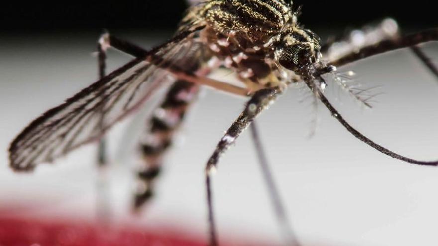 Alicante registra el primer caso en España de infección de chikungunya por picadura de mosquito tigre