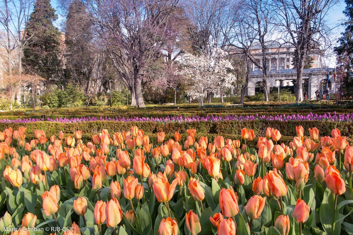 Vista del Real Jardín Botánico de Madrid.