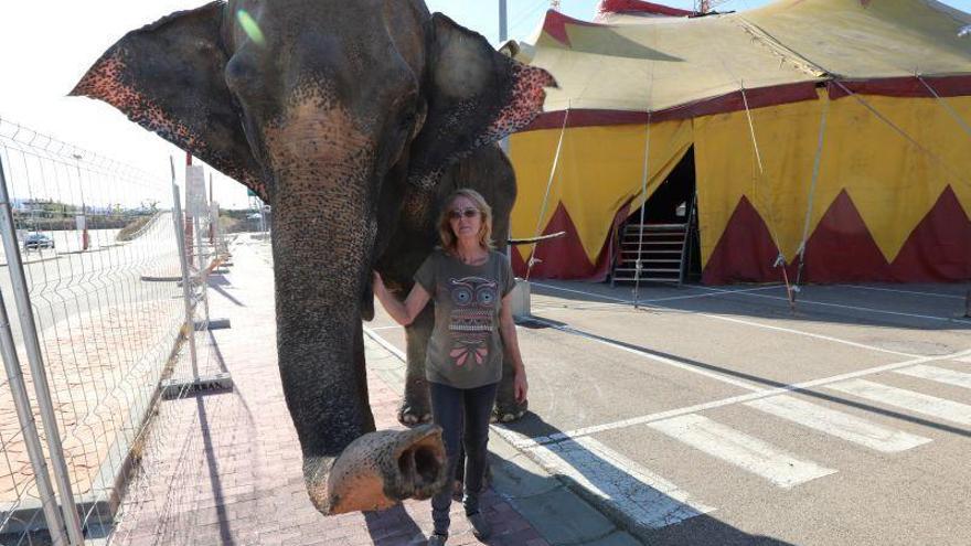 La Justicia impugna el artículo que prohíbe los circos con animales en Zaragoza
