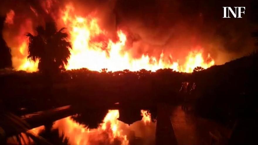 Veinte desalojados en un impresionante incendio de palmeras en Elche