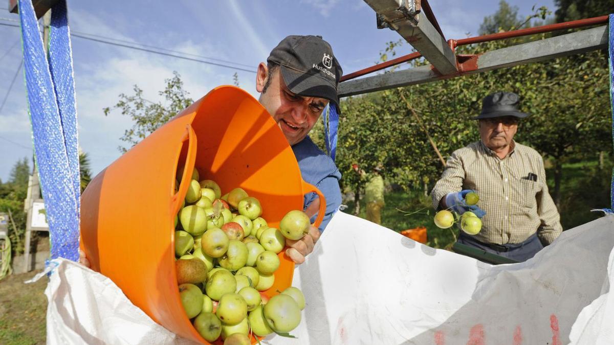 La sidrería Peroja de Agar lleva ya más de una semana de trabajo de recogida de manzana. |   // BERNABÉ/JAVIER LALÍN