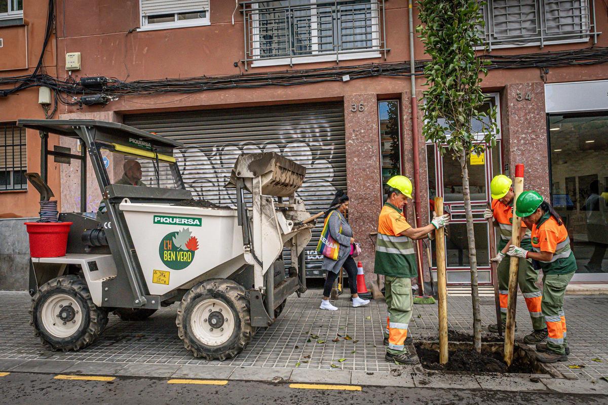 Operarios trasplantan un árbol en la calle Muntanya de L'Hospitalet de Llobregat.