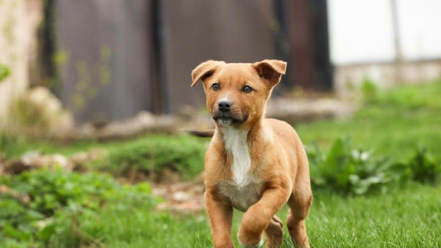 Detenidas 20 personas en Bizkaia por estafas en la venta de mascotas por internet