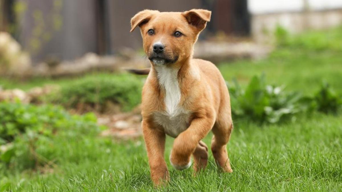 Detenidas 20 personas en Bizkaia por estafas en la venta de mascotas por internet