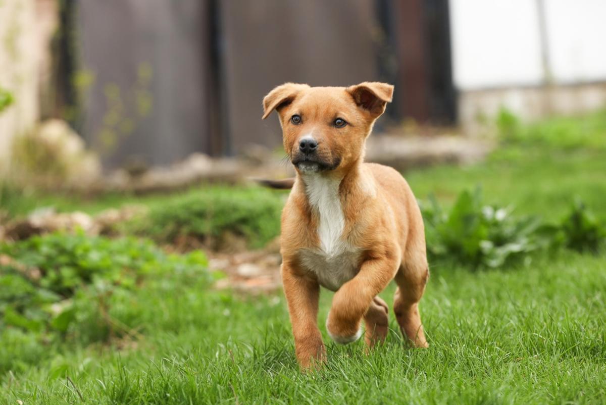 Un cachorro de perro.