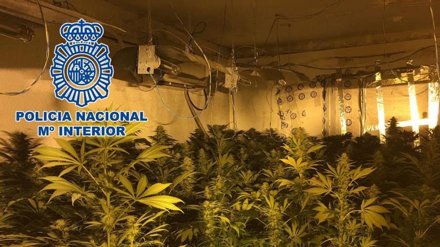 La Policía desarticula un laboratorio de marihuana en el Camí La Plana de Castellón