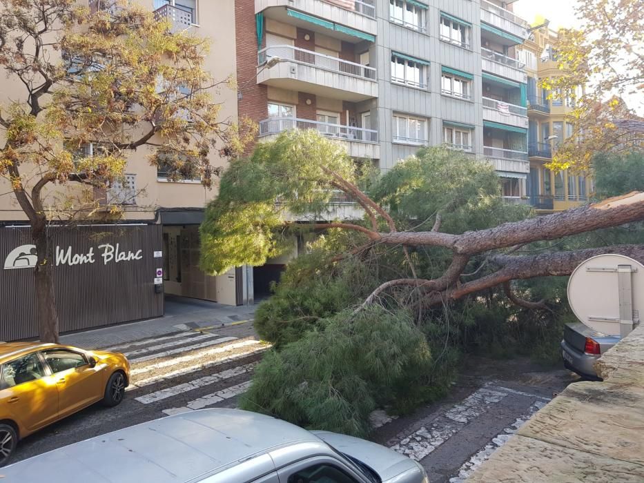 Cau un arbre davant la residència Mont Blanc, a Manresa