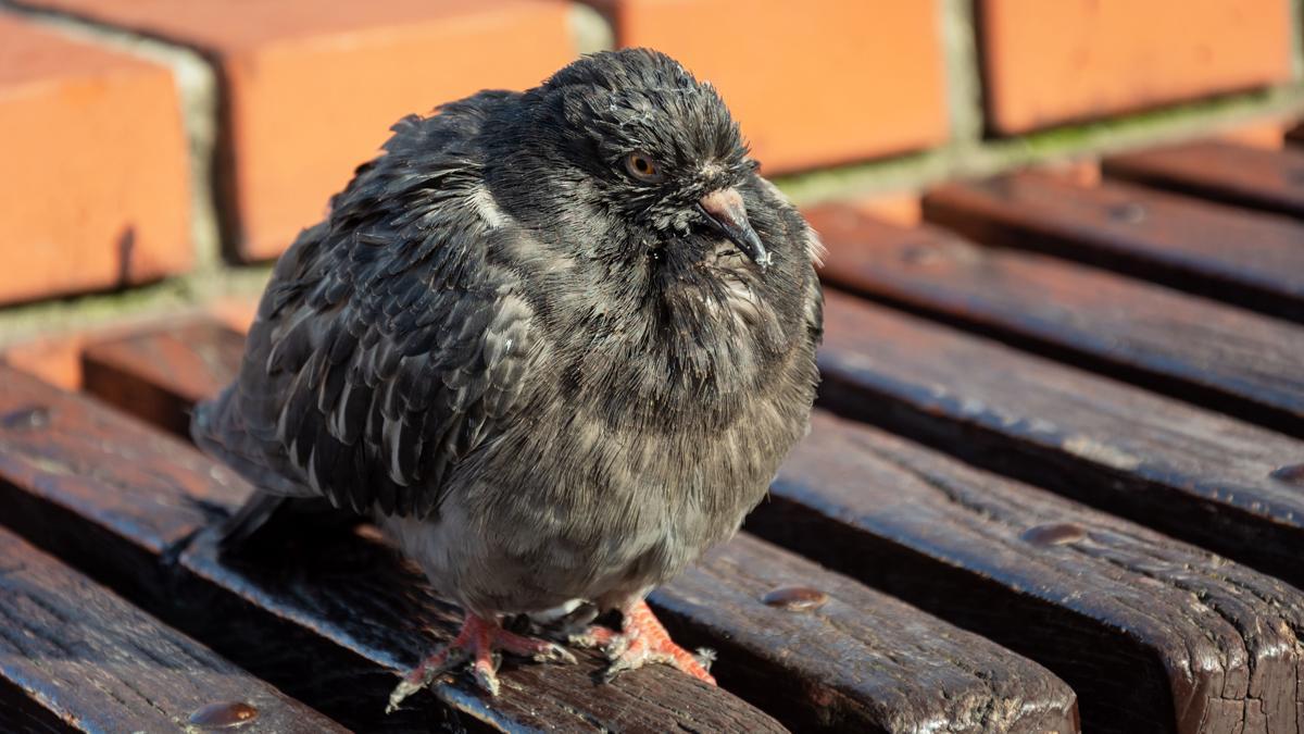 Una paloma urbana enferma