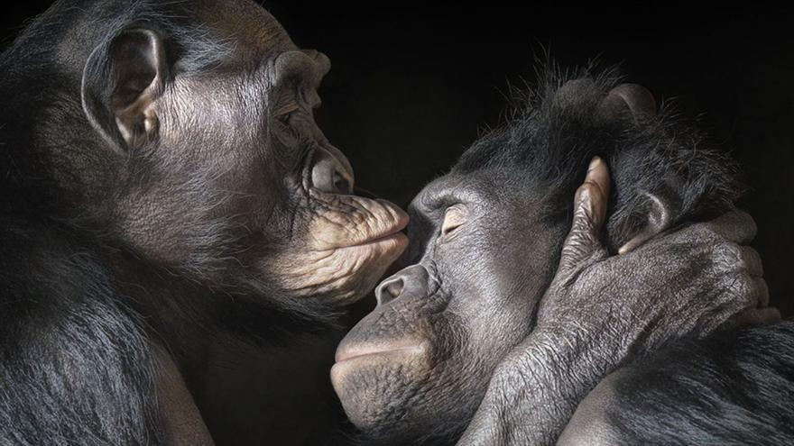 Dos de las fotografías que recoge la exposición ‘Emociones en peligro’, que captan un beso entre una pareja de chimpancés y un ajolote flotando.   | // TIM FLACH/AFUNDACIÓN