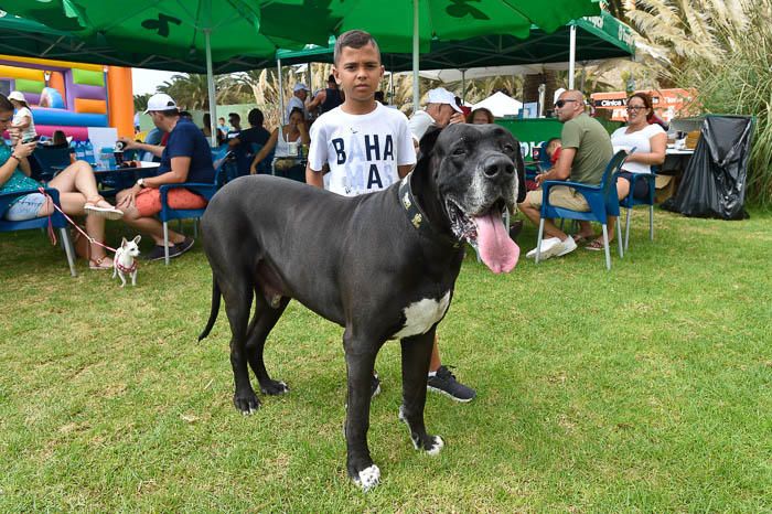 II Feria de mascotas, en Maspalomas