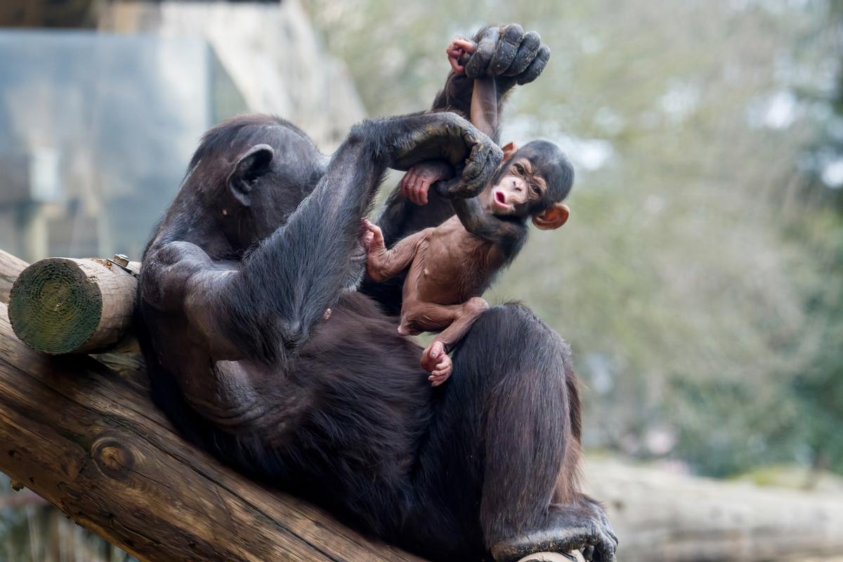 Entre los mo mentos más emotivos destaca el nacimiento de un chimpancé.