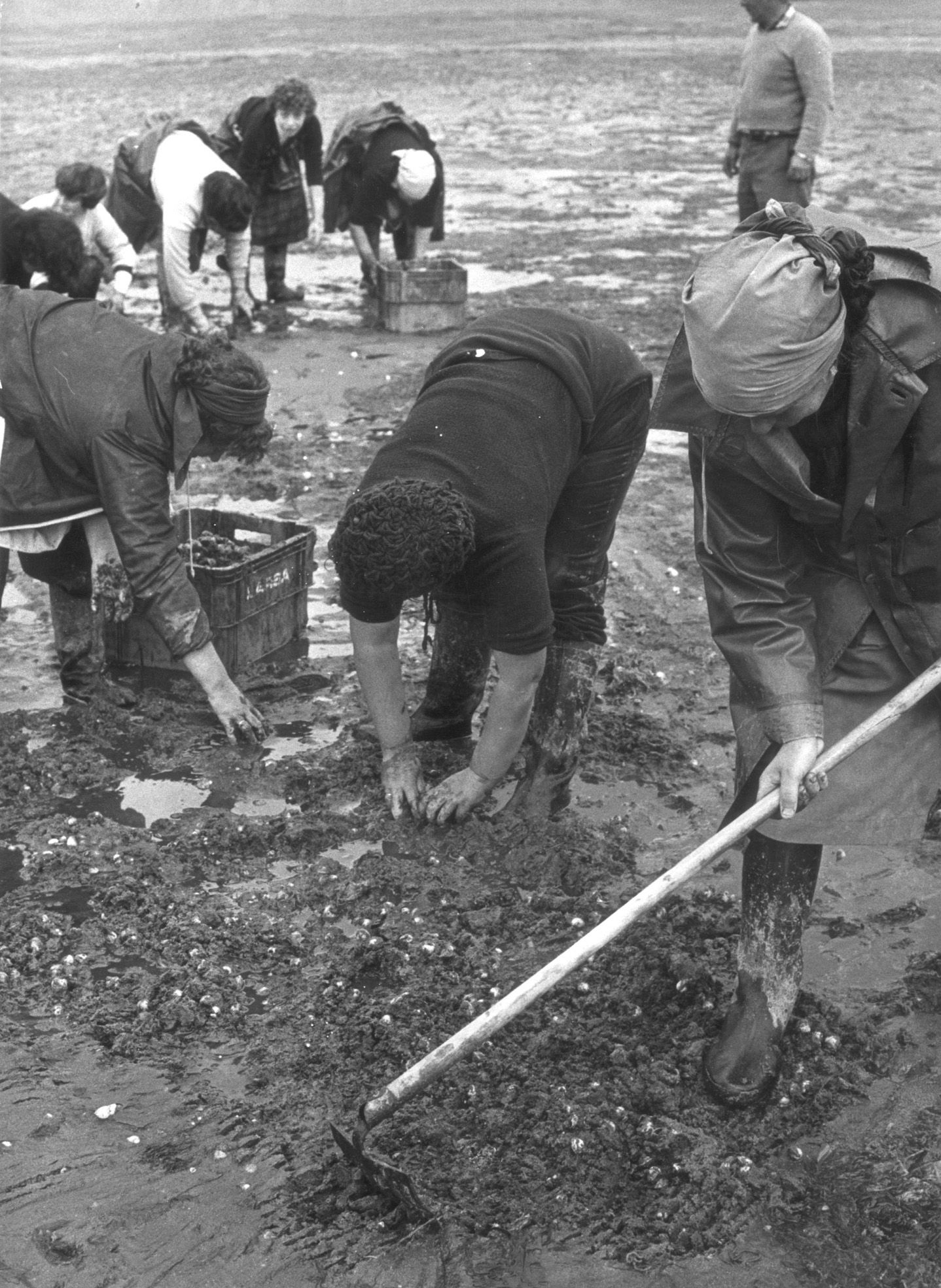 Mariscadoras recogiendo berberecho en 1981