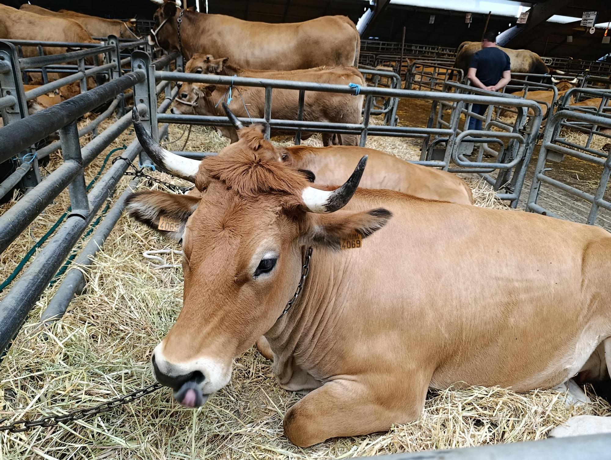 Arranca Agrosiero en La Pola