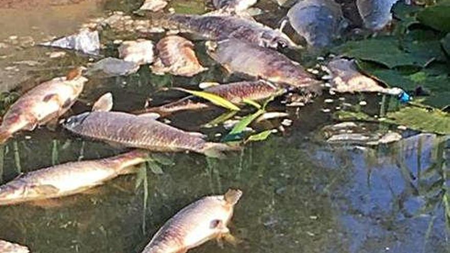 Apareixen peixos  morts per falta d&#039;oxigen al parc del Rec Monar de Salt