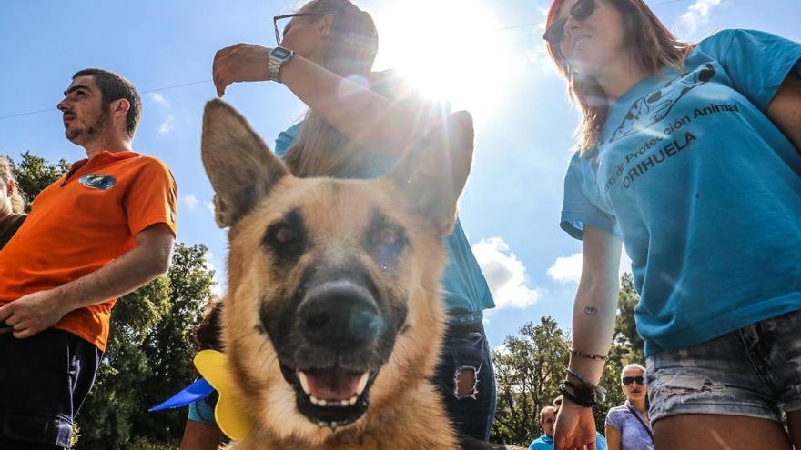 Un perro participa en una de las actividades para fomentar la adopción en Orihuela.