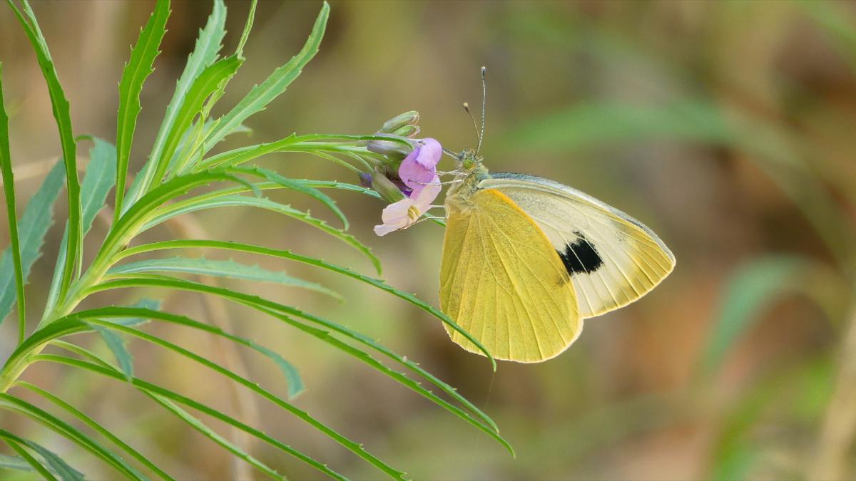 Un ejemplar de mariposa capuchina común (Pieris cheiranthi).