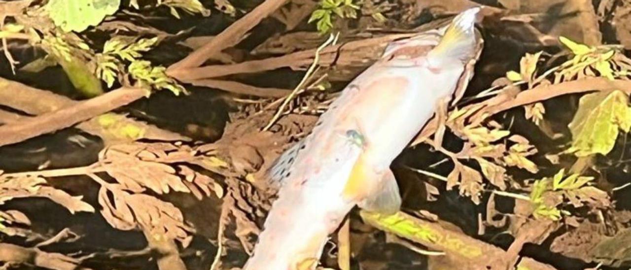 Uno de los peces que aparecieron flotando en el agua. |