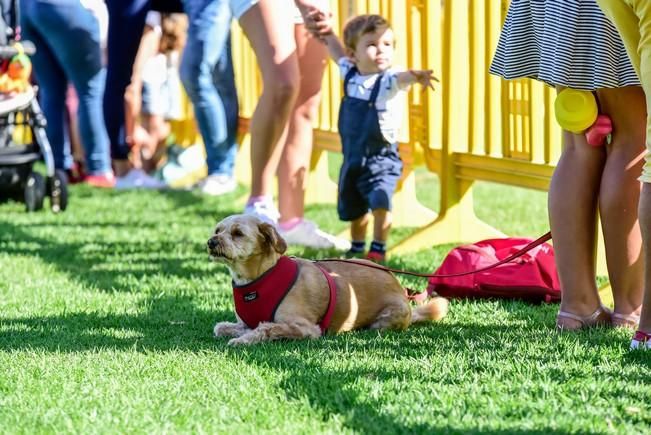 10/12/2016 MASPALOMAS. Feria de Mascotas Maspalomas 2016.Foto: SABRINA CEBALLOS