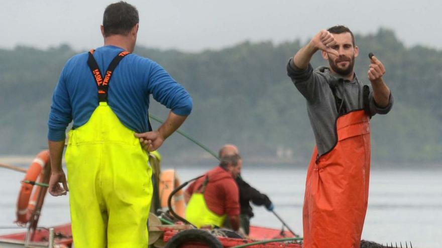 Las cofradías confirman un secreto a voces: el libre marisqueo hace aguas