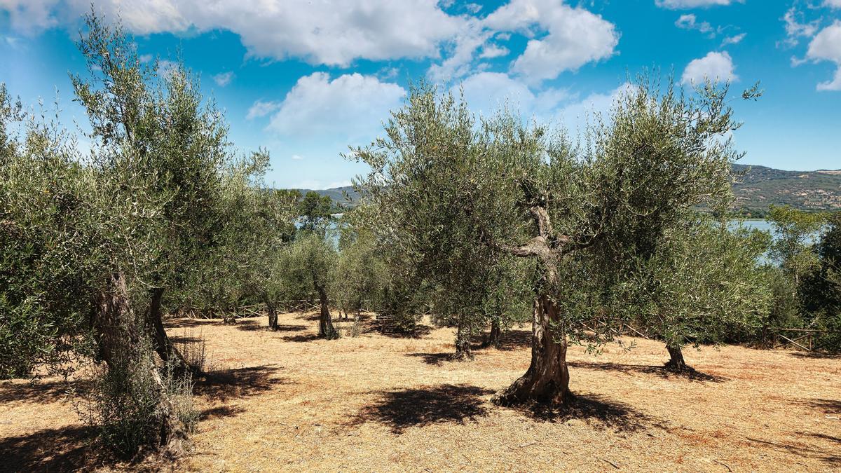 Olivar en la Isla Maggiore, Umbria, Italy