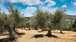 Olivar en la Isla Maggiore, Umbria, Italy