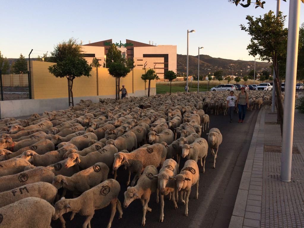 La trashumancia, aún viva a su paso por Córdoba