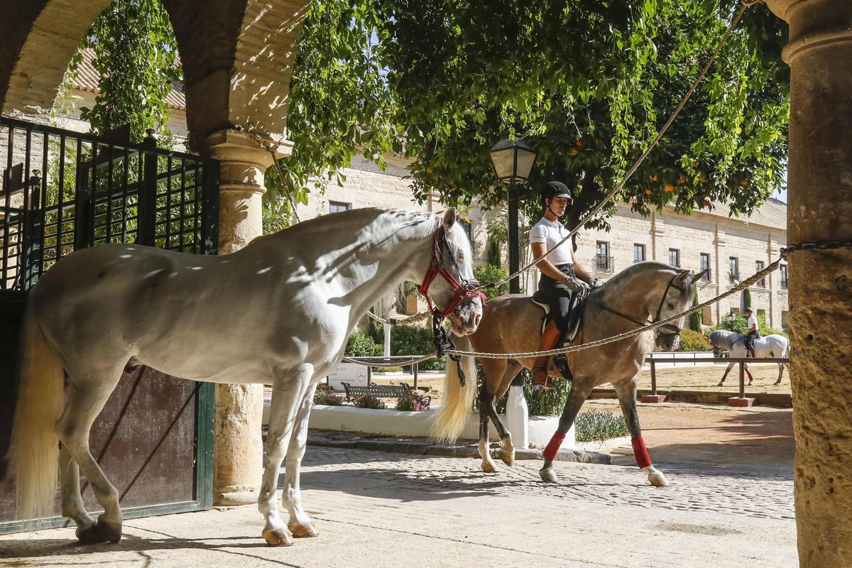 Dos caballos y un jinete en el patio de las Caballerizas Reales.