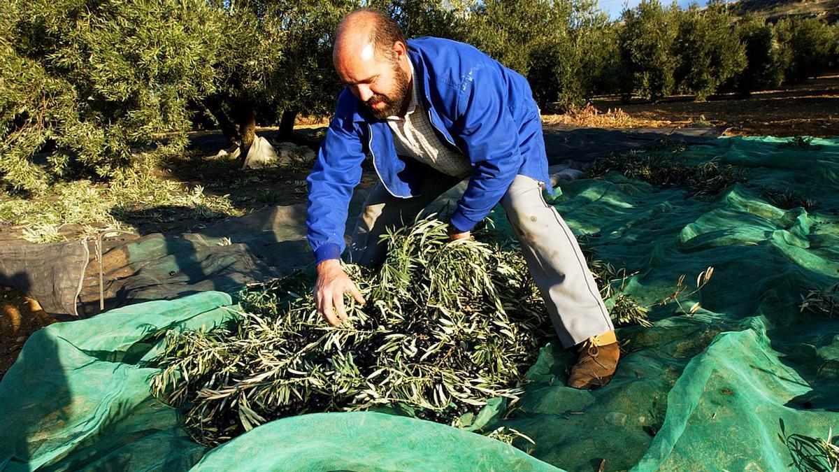 Un agricultor trabaja en una plantación de olivar.