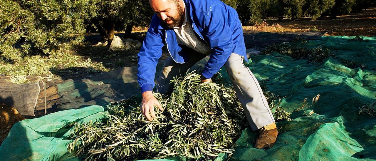 Lista de espera para comprar plantones de olivos por el alto precio del aceite