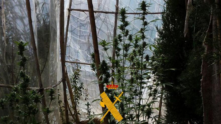 Plantación de marihuana desmantelada en Arriate