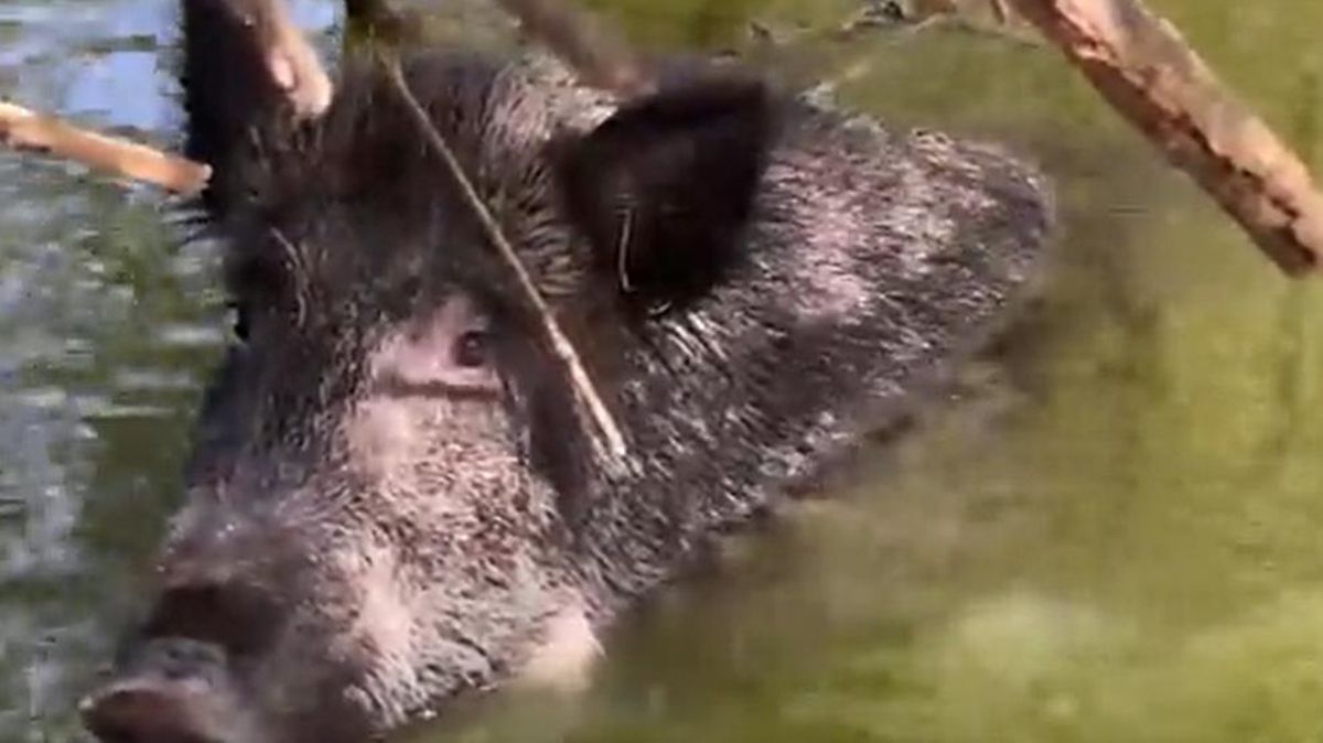 VÍDEO | Així han rescatat un senglar en un camp de golf de Majadahonda VÍDEO | Així han rescatat un senglar en un camp de golf de Majadahonda