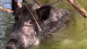 VÍDEO | Així han rescatat un senglar en un camp de golf de Majadahonda
