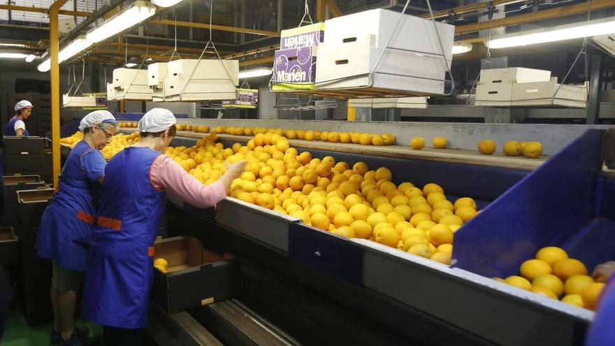 La producción de bienes de consumo no duradero, como las frutas, bajó en noviembre