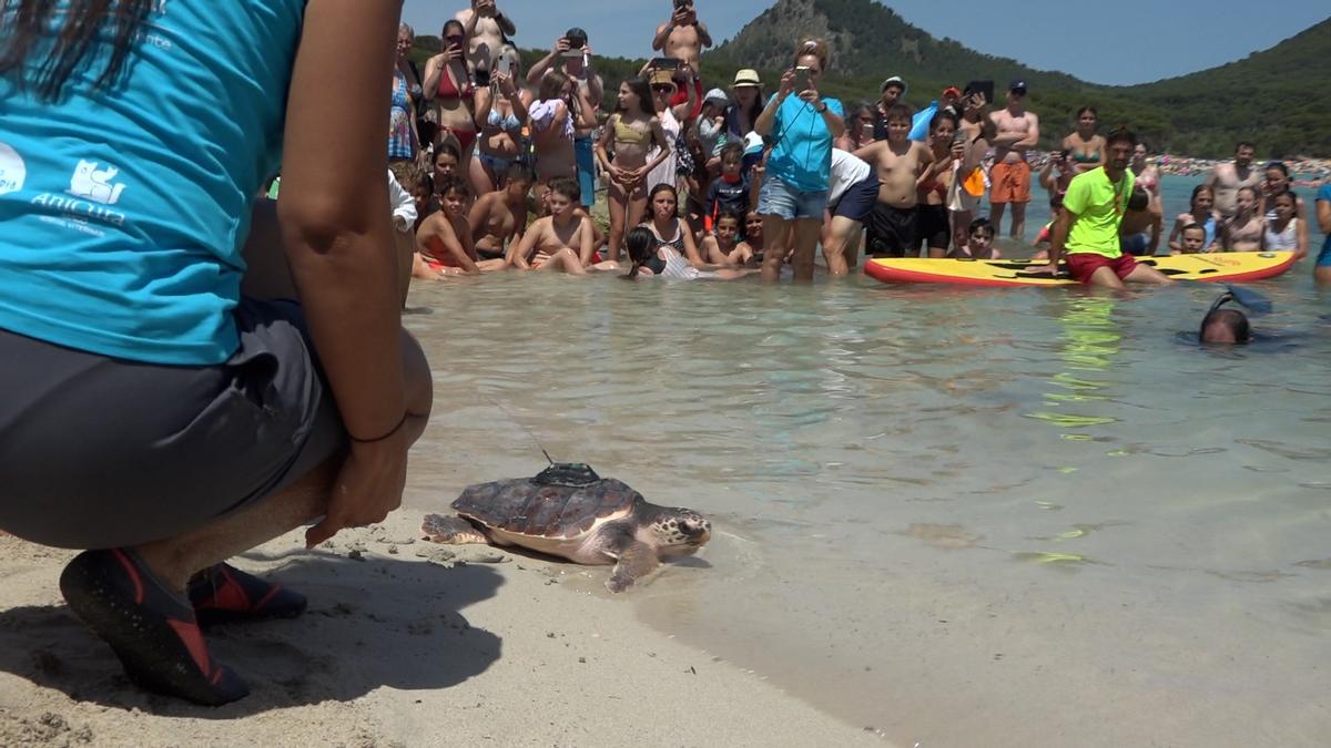 Tres tortugas marinas, liberadas en Cala Agulla