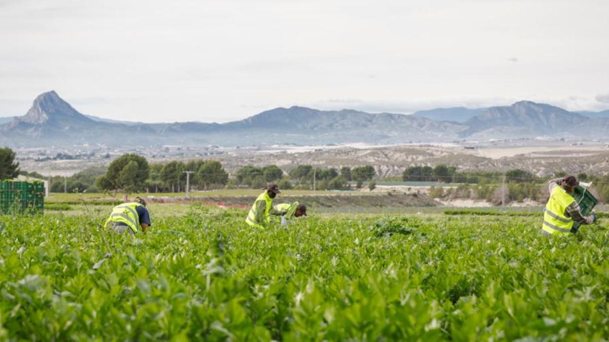 Agrícola Marvic, líder en producción y comercialización de productos ecológicos