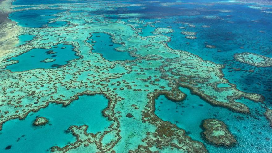 El mayor arrecife de coral del mundo alcanza niveles &#039;catastróficos&#039; de mortalidad