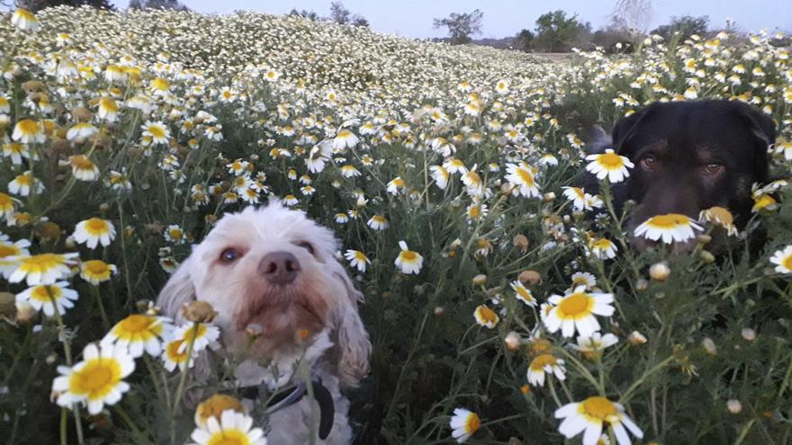 Urlaub für Frauchen und Herrchen. In der Zwischenzeit kümmert sich ein Sitter um die Hunde