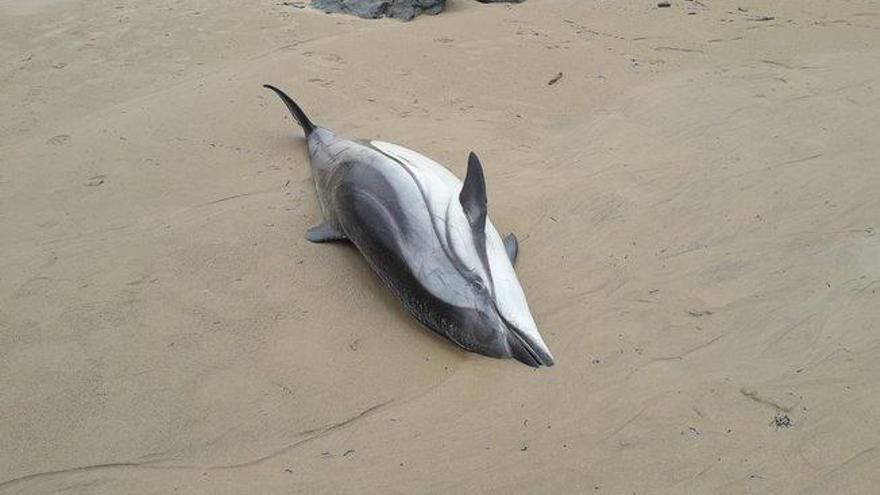 Aparecen 14 delfines muertos en una playa de Cantabria