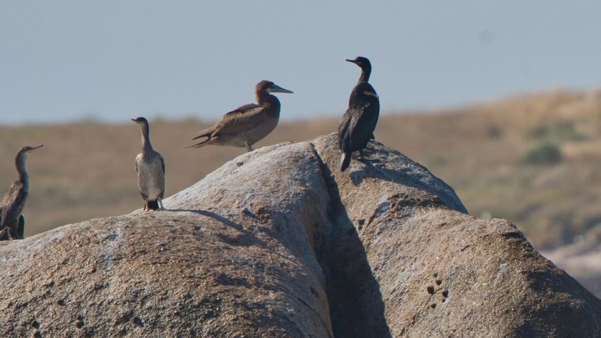 El piquero pardo fue visto y fotografiado junto a los cormoranes.
