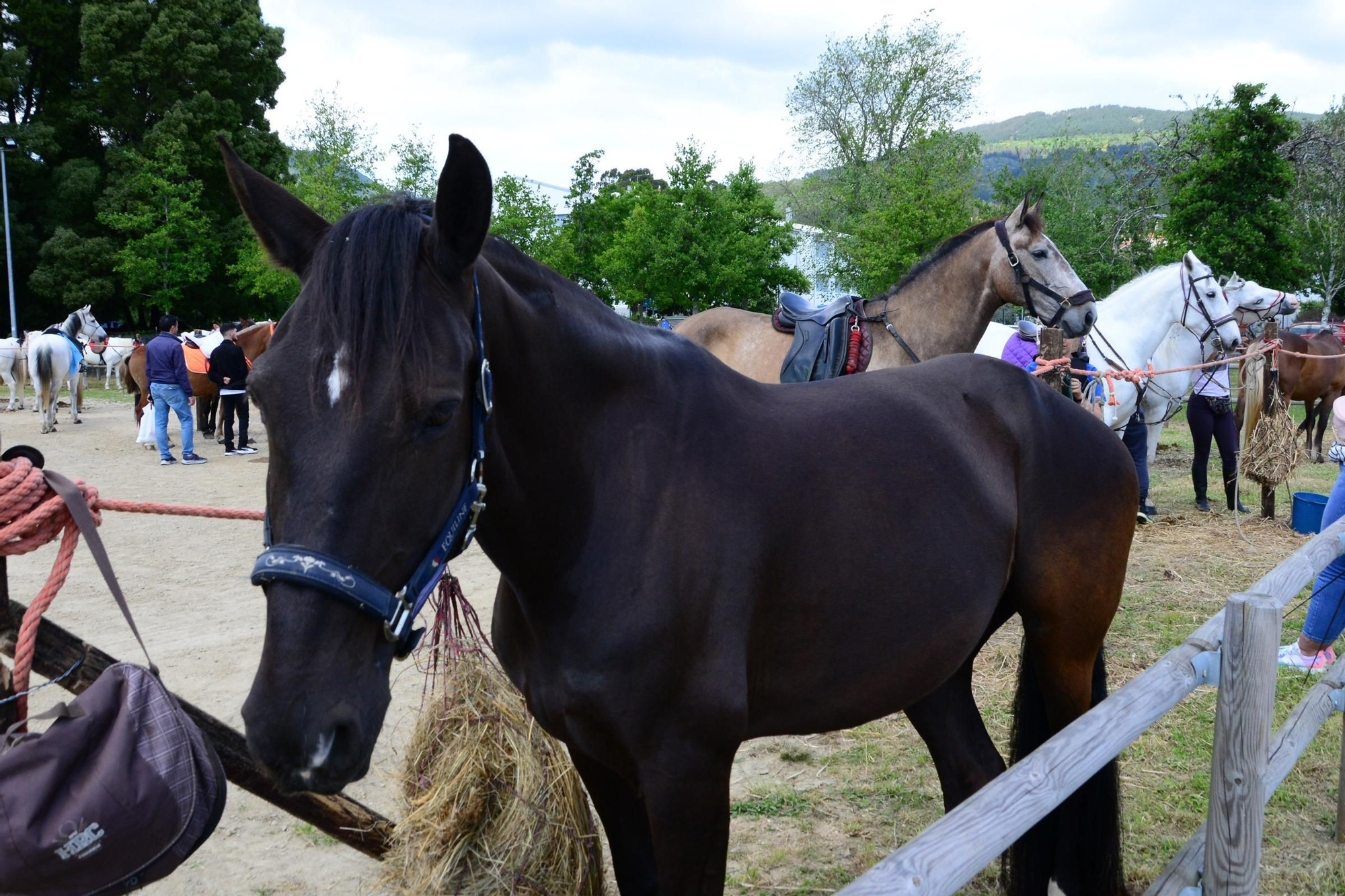 Más de 200 jinetes en la Xuntaza Cabalar de Moaña